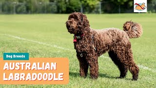 Australian Labradoodle: Your Complete Guide To The First Labrador Poodle Mix!