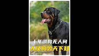 凭借罗威纳犬黑豹而称霸整个狗厂！豫西小丁被评为全网人仗狗势第一人！#罗威纳黑豹  #狗 #养狗日常