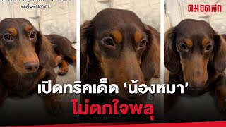 เปิดทริคเด็ด 'น้องหมา' ไม่ตกใจพลุ : คมชัดลึก ออนไลน์