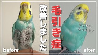 毛引き症改善しました！毛引き症になった原因について【セキセイインコ】