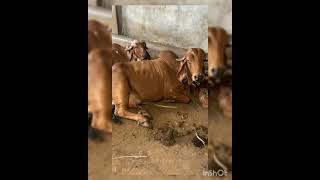 ब्रजराज गौ सेवा ट्रस्ट। Brijraj gau sewa trust