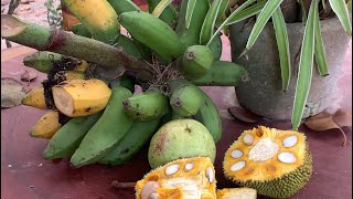 Finding fruits for squirrels ឱ្យសុទ្ធតែផ្លែឈើធម្មជាតិនៅមិនពេញចិត្តទៅ 🍌🐿🐿 #pets #fruit #villagelife