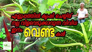 Different Types of Lady Finger  | നല്ല വിവളവോടെ എളുപ്പത്തിൽ കൃഷിചെയ്യാവുന്ന വിവിധ ഇനം വെണ്ടകൾ