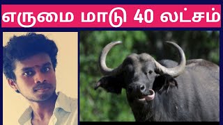 என்னாது ஒரு எருமை மாட்டின் விலை இவ்வளவு லட்சமா!🤩|Tamil|Life is line|