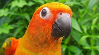 Sun Conure Sounds : chirping of sun conure 1 hour #sunconure #sunconuresounds #conurebird