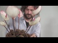 A Pine Cone Structure by Pim van den Akker | Flower Factor How to Make | Powered by Fiore Anthuriums