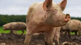 African swine fever case detected in Kerala's Wayanad