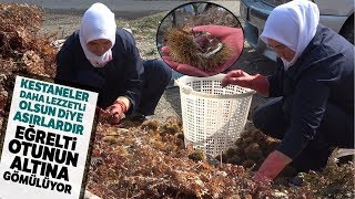 Ortadoğu ve Arap Ülkelerinin Ağzı ‘Şekercik Kestane’ İle Tatlanıyor