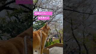 花(桜)よりも私を見て。柴犬コタンが振り向く