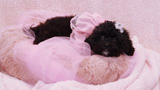 VLOG: PREPARING FOR BELLA’S MATERNITY SHOOT with @KITPLUS_PET DRYER