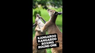 The Kangaroo Boxing, Round 1