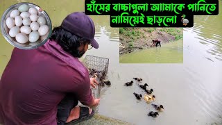 হাঁসের বাচ্চাগুলা,,,আামাকে পানিতে নামিয়েই ছাড়লো 🦆