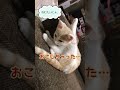 【猫好き】寝相の悪い猫。でもかわいい。😅 shorts cat かわいい猫 ミルク 猫