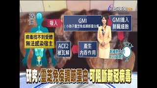 研究:靈芝免疫調節蛋白可阻斷新冠病毒