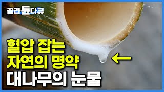 통통한 대나무 베어다가 사흘 밤낮 태워 얻는다는 이것의 정체┃혈압 잡고 당뇨 잡는다는 자연의 명약, 대나무 기름 ‘죽력’┃극한직업┃#골라듄다큐