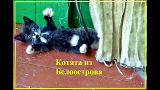 Котята из Белоострова