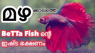 മഴക്കാലത്തെ ചിലവു കുറഞ്ഞ ബെറ്റ ഫിഷ്‌ ഫൂഡ്‌ | mosquitoes larvae | best baby betta fish good