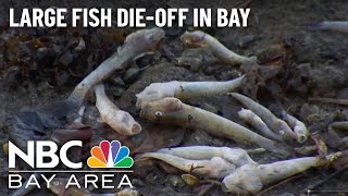 Environmental Group Reports Large Numbers of Fish Dying Across San Francisco Bay