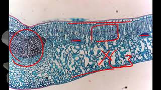 10601高三選修生物ch2 1 22 CAM植物三捷