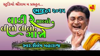 વાડી રે માયલો લીલો લીલો ગાંજો || શૈલેષ મહારાજ || bhajan santwani 2025||shailesh Maharaj