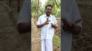 எலுமிச்சை வளர்ப்பில் உள்ள சவால்கள்!! #shorts #youtubeshorts #lemon #lemoncultivation #tamilculture