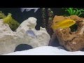 Cichlid Breeding Behaviour