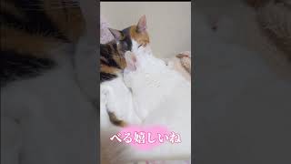 #添い寝 #shorts #猫のいる幸せ #cat#保護猫を家族に #保護猫 #猫のいる幸せ #仲良し#親バカ#白猫#三毛猫 #ペロペロ#もふもふ