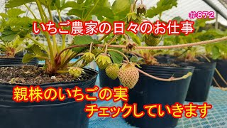 親株のいちごの実、チェックしていきます　いちご農家の日々のお仕事　＃８７２