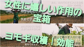 里山暮らし｜女性に嬉しい作用の宝箱｜ヨモギ【ヨモギ収穫と効能】