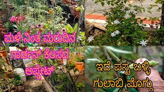 #ಮಳೆ_ನಿಂತ_ಮರುದಿನ_ಬಳ್ಳಿ_ಗುಲಾಬಿ_ಮೊಗ್ಗು//