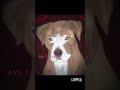 𝙱𝚞𝚝 𝚃𝚎𝚛𝚛𝚘𝚛 𝚑𝚊𝚟𝚎 𝚛𝚊𝚋𝚒𝚎𝚜...  #viral #art #edit #survivordogs //not my animations//