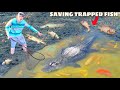 Saving Fish TRAPPED in ALLIGATOR MUD PIT!