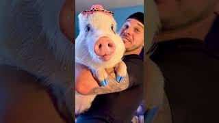 Nope, she was NOT impressed 😆 #animalshorts #pig #animalhumor #vegan #foodie