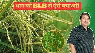 Complete Guide to Bacterial Leaf Blight (BLB) in Rice |BLB से फसल बर्बाद हो रही है?अभी देखें!