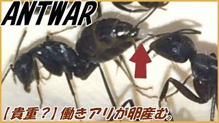 蟻戦争Ⅱ＃116 【朗報】女王アリがいないアリの巣では働きアリが卵を産む！編～Working ants lay eggs～