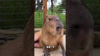 好可靠的豚豚凉 卡皮巴拉 水豚 capybara 神奇动物在抖音 萌宠出道计划