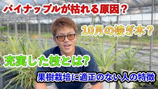 パインが枯れる理由？10月の接ぎ木？充実した枝の定義？果樹栽培に向いてない人のコメントの特徴は？などなど