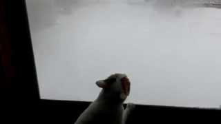 くもりガラスをなめて外を見る猫　cleans window glass and looks outside