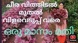 ഒരു മാസം കൊണ്ട് ചീരവിളവെടുക്കാം ഇത് പോലെ - മുറ്റം നിറയെ ചീര / Spinach harvest in one month