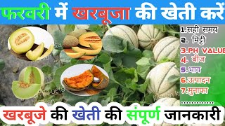 खरबूजा की खेती कैसे करें।। February में खरबूजा की खेती कैसे करें।।muskmelon farming