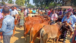 @আজ ১৯ নভেম্বর ২৪।।ঠাকুরগাঁও খোঁচাবাড়ী হাটে। খামার উপযোগী মিডিয়াম ষাঁড় গরুর কেমন? দাম।#btcbangal