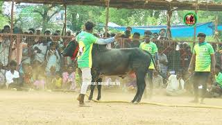 மொடுவார்பட்டி போச்சி ஆத்தியம்மன் காளை vs கல்வாசநாடு இணைந்த செல்வங்கள் வீரர்கள்/ பனங்குடி வடமாடு 2023