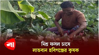 মিশ্র ফসল চাষে লাভবান হবিগঞ্জের কৃষক | Cultivation | Habiganj | Protidiner Bangladesh News