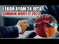 1 EKOR AYAM PELUNG 24 JUTA PELUANG USAHA WORT IT 2023