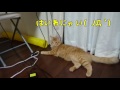 子猫が筒に顔をつっこむの巻🐱【5ferret1cat】a kitty catches a face in a tube【cute dogs and cats】