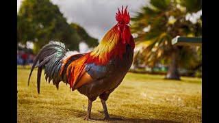 INTEGRACIÓN DE LAS VIRTUDES DEL GALLO COMO TÓTEM/meditación guiada para sanar