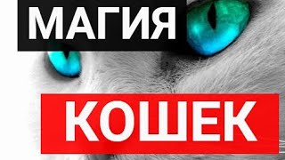 Магия кошек: 10 фактов о мурлыках, которые вас удивят!