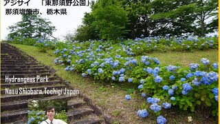 Come and Visit Higashi Nasuno Ajisai Park Hydrangeas