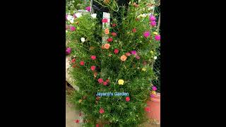 Flower Tower decoration idea | Portulaca Tower | Pholx Tower | Beautiful Flower Tower #shorts #viral