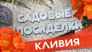 Кливия - секреты ухода и выращивания в домашних условиях. Проверенный способ для цветения кливии.